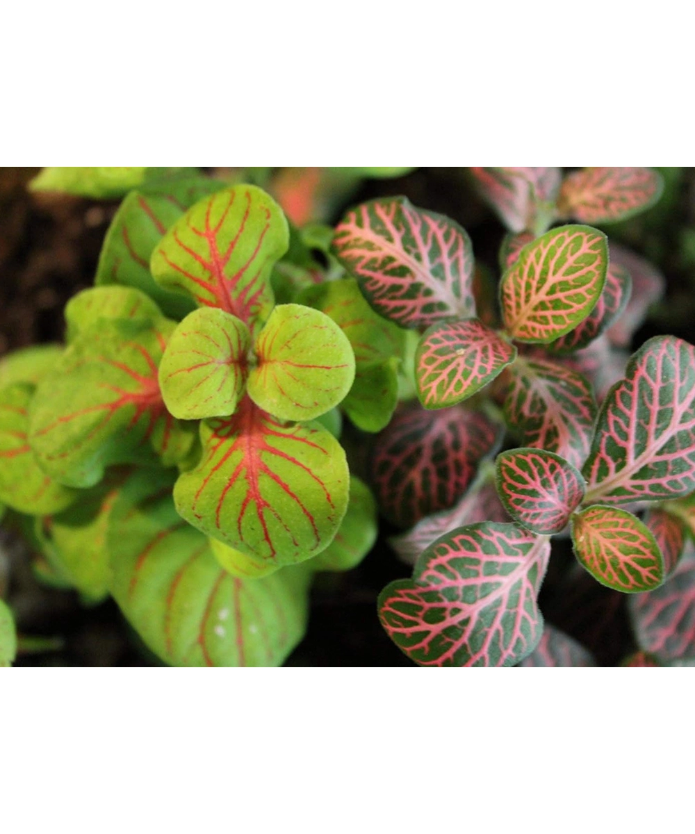 product details image