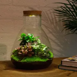 Thumbnail image of DIY Terrarium met Lamp - Sam Coffea (30 cm)